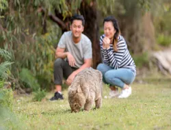 Day Tour of Wilsons Promontory National Park with Transfers from Melbourne